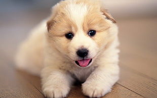 fawn and white short-coated puppy on focus photo